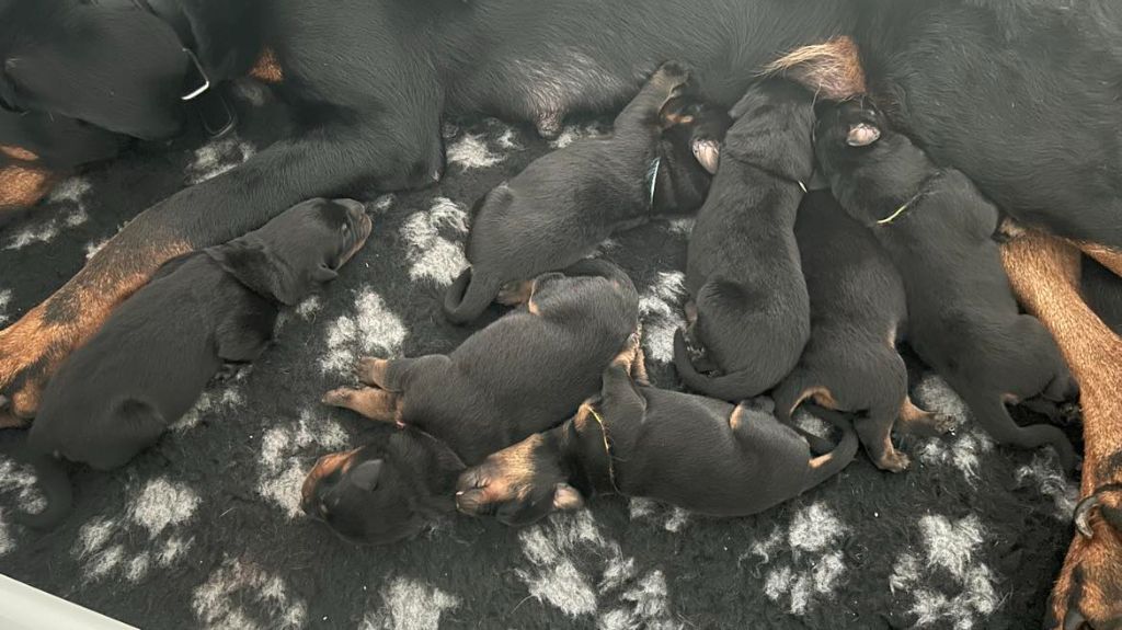 Les chiots de Pemba et Scaïna 04-2024