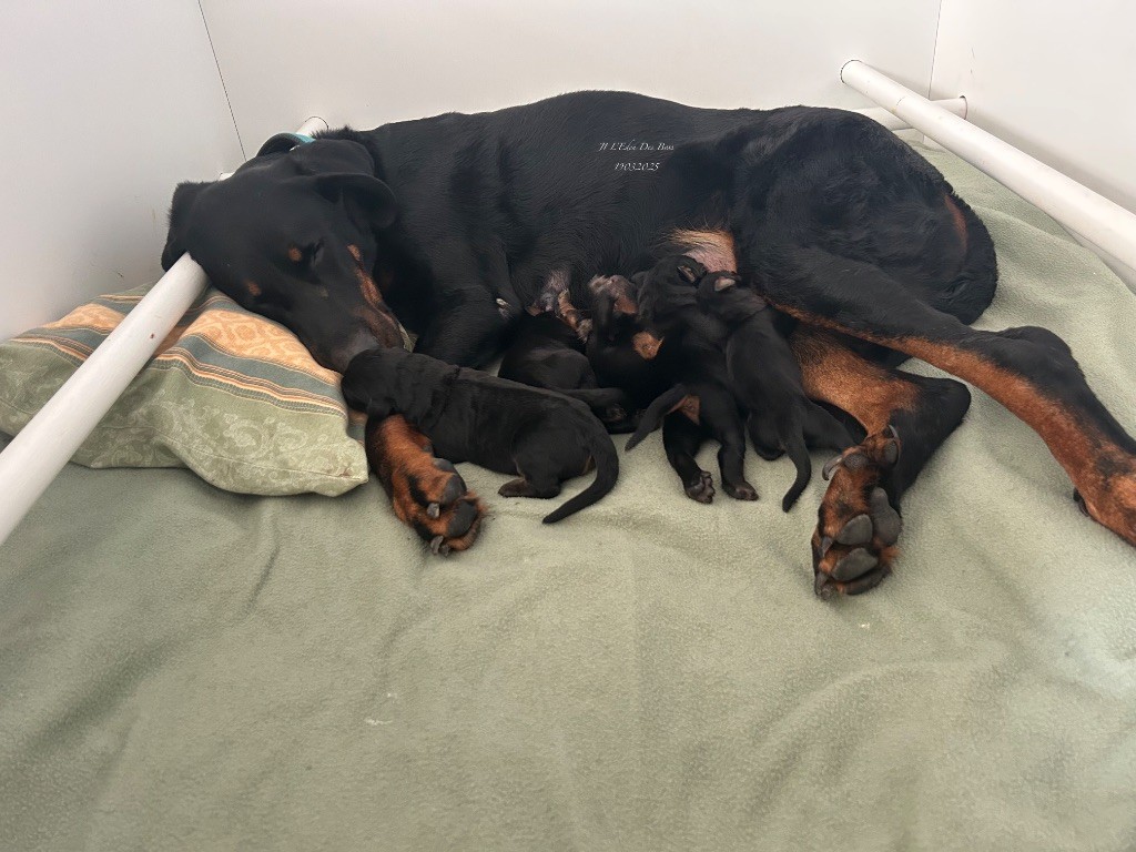 Les chiots de ScaÏna et Pemba 2eme cuvée