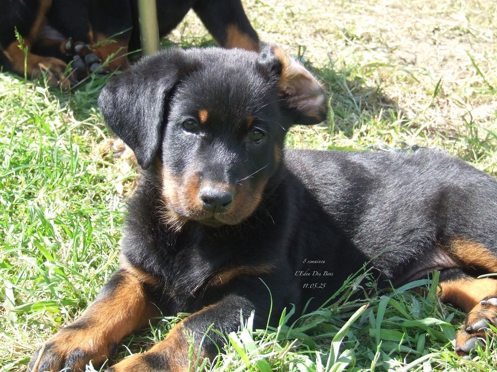 De L'Eden Des Boss - Chiots disponibles - Berger de Beauce