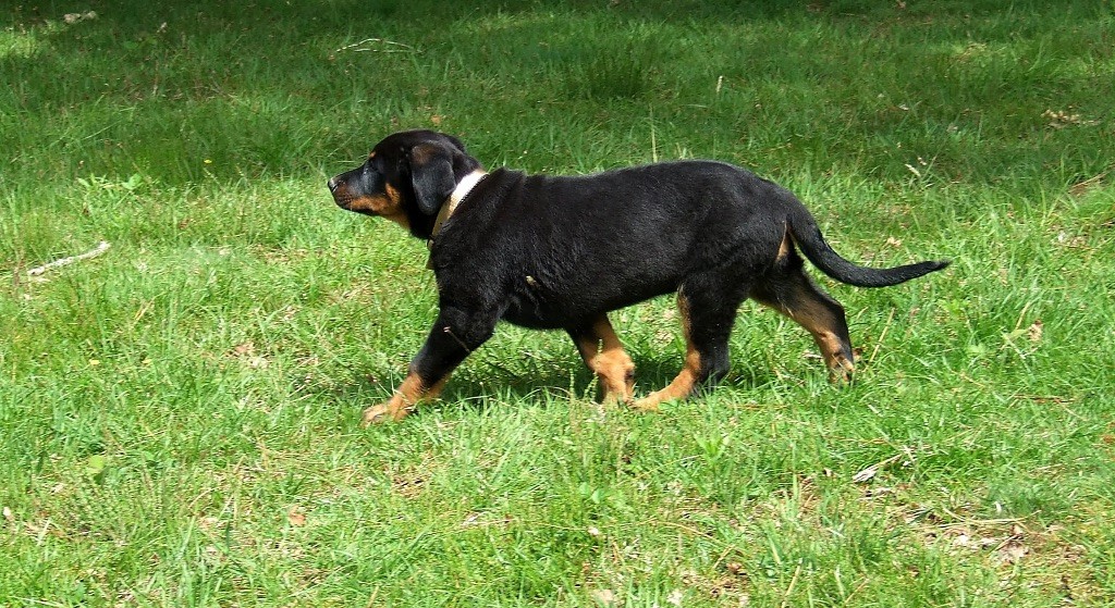 De L'Eden Des Boss - Chiots disponibles - Berger de Beauce