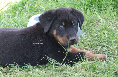 Mr Bleu Foncé