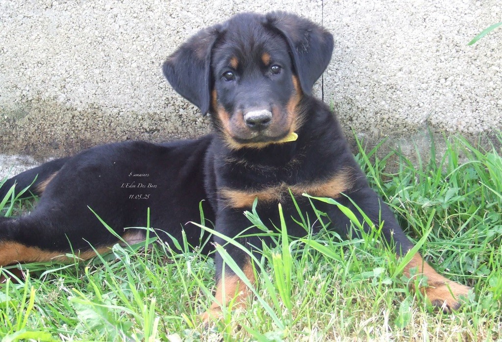 De L'Eden Des Boss - Chiots disponibles - Berger de Beauce