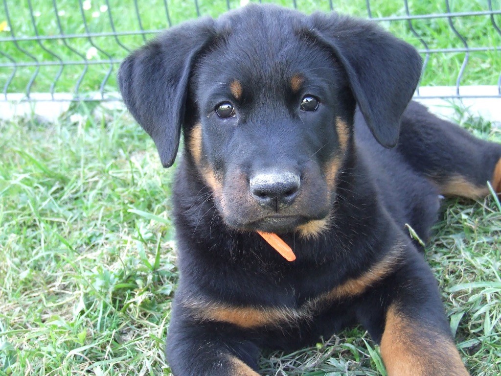 De L'Eden Des Boss - Chiots disponibles - Berger de Beauce